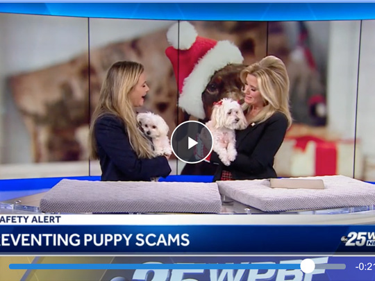Polin PR placement for American Humane on WPBF.com